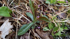 Triosteum angustifolium