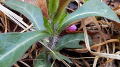 Triosteum angustifolium