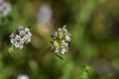 Valerianella discoidea