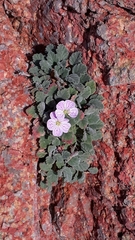 Erodium corsicum