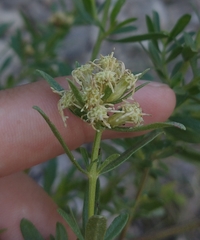 Baccharis linearifolia