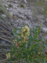 Baccharis linearifolia