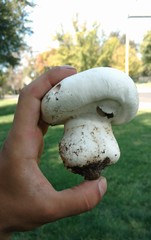 Agaricus bernardii