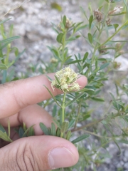 Baccharis linearifolia