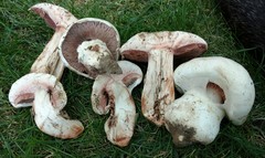 Agaricus bernardii