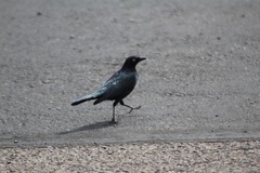 Euphagus cyanocephalus