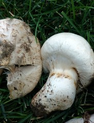Agaricus bernardii