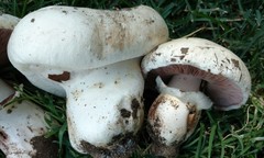 Agaricus bernardii