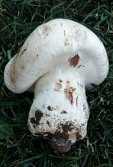 Agaricus bernardii