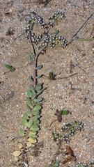 Corrigiola telephiifolia