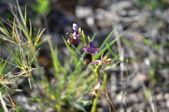 Ophrys bertolonii flavicans