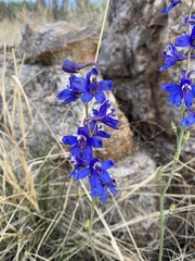 Delphinium scaposum