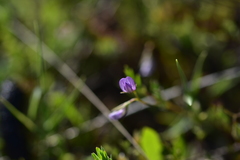 Vicia lentoides