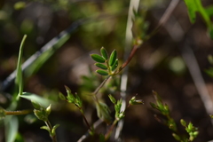 Vicia lentoides