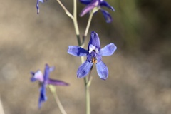 Delphinium scaposum