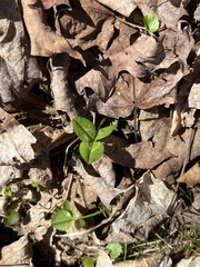 Trifolium pratense pratense