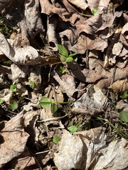 Trifolium pratense pratense