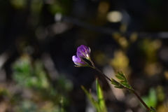 Vicia lentoides