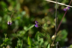 Vicia lentoides