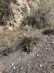 Penstemon bicolor roseus