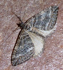 Perizoma custodiata