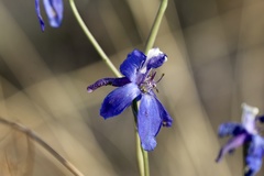 Delphinium scaposum