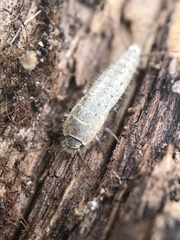 Ctenolepisma ciliatum