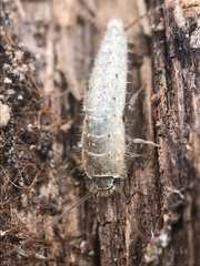 Ctenolepisma ciliatum