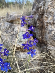 Delphinium scaposum