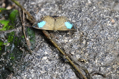 Argyrogrammana barine