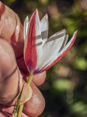 Tulipa clusiana