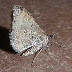 Perizoma custodiata