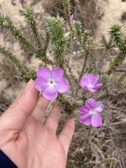 Linanthus californicus