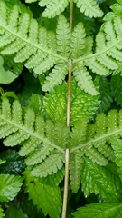 Pseudophegopteris subaurita