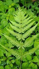 Pseudophegopteris subaurita