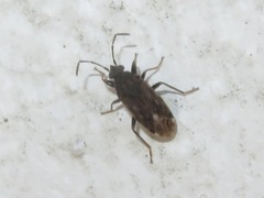 Peritrechus geniculatus
