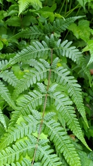 Pseudophegopteris subaurita