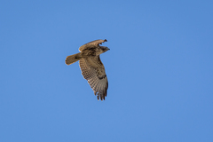 Buteo jamaicensis
