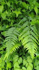 Pseudophegopteris subaurita