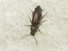 Cidnopus aeruginosus