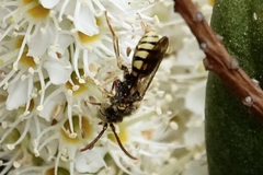 Nomada luteoloides