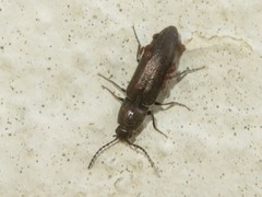 Cidnopus aeruginosus