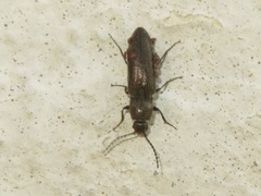 Cidnopus aeruginosus