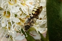 Nomada luteoloides