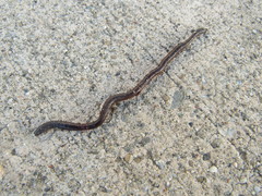 Annelida