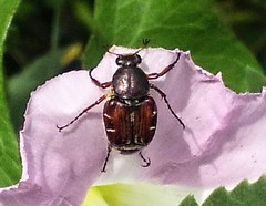 Trichiotinus lunulatus