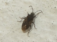 Peritrechus geniculatus