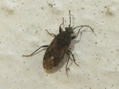 Peritrechus geniculatus