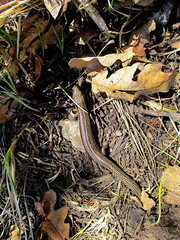 Plestiodon multivirgatus