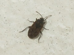 Trapezonotus arenarius